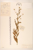 蒙古馬蘭藏品圖，第1張