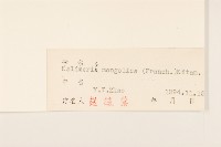 蒙古馬蘭藏品圖，第3張