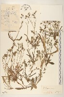 兔仔菜藏品圖，第1張