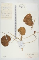 圓葉牽牛藏品圖，第1張