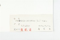 圓葉牽牛藏品圖，第3張