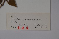 金花忍冬藏品圖，第2張