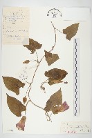 寬葉打碗花藏品圖，第1張