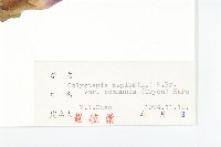 寬葉打碗花藏品圖，第3張