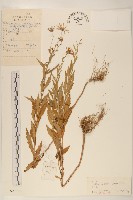 裂葉馬蘭藏品圖，第1張