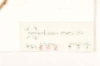 裂葉馬蘭藏品圖，第3張