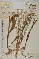 還陽參藏品圖，第1張