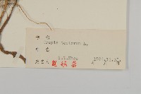 還陽參藏品圖，第3張