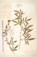 偽泥胡菜藏品圖，第1張