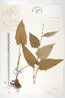 東北鳳毛菊藏品圖，第1張