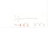 東北鳳毛菊藏品圖，第3張