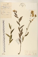 旋覆花藏品圖，第1張