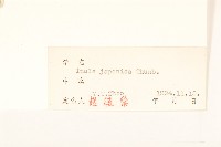 旋覆花藏品圖，第3張