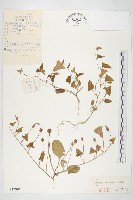 打碗花藏品圖，第1張