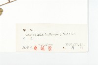 打碗花藏品圖，第3張