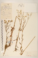 飛蓬藏品圖，第1張