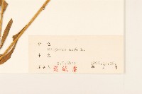 飛蓬藏品圖，第3張