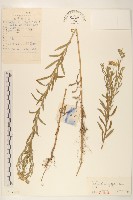 全葉馬蘭藏品圖，第1張