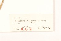 全葉馬蘭藏品圖，第3張