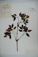 朝鮮接骨木藏品圖，第1張