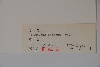 朝鮮接骨木藏品圖，第2張