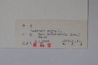 毛脈黑忍冬藏品圖，第2張