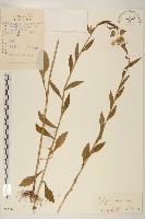 白頂飛蓬藏品圖，第1張