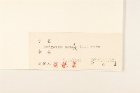 白頂飛蓬藏品圖，第3張