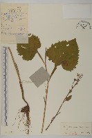 東風菜藏品圖，第1張