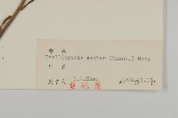東風菜藏品圖，第3張
