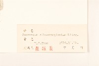 白膜蒲公英藏品圖，第3張