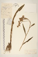 紅輪千里光藏品圖，第1張