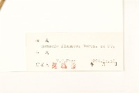 紅輪千里光藏品圖，第3張