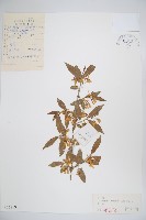 長白忍冬藏品圖，第1張