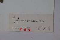 長白忍冬藏品圖，第2張