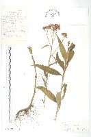 草地風毛菊藏品圖，第1張