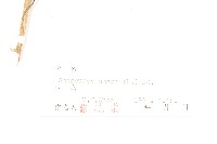 草地風毛菊藏品圖，第3張