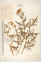 羽葉千里光藏品圖，第1張