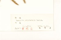 羽葉千里光藏品圖，第3張