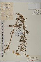 粉環菊藏品圖，第1張