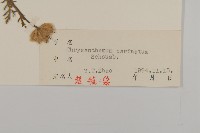 粉環菊藏品圖，第3張