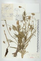 華北藍盆花藏品圖，第1張