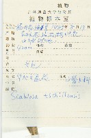 華北藍盆花藏品圖，第2張