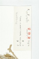 華北藍盆花藏品圖，第3張