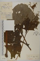 星葉兔兒傘藏品圖，第1張