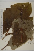 星葉兔兒傘藏品圖，第2張