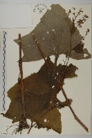 星葉兔兒傘藏品圖，第3張