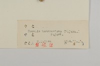 星葉兔兒傘藏品圖，第5張