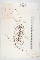 日本菟絲子藏品圖，第1張