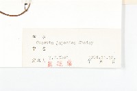 日本菟絲子藏品圖，第3張